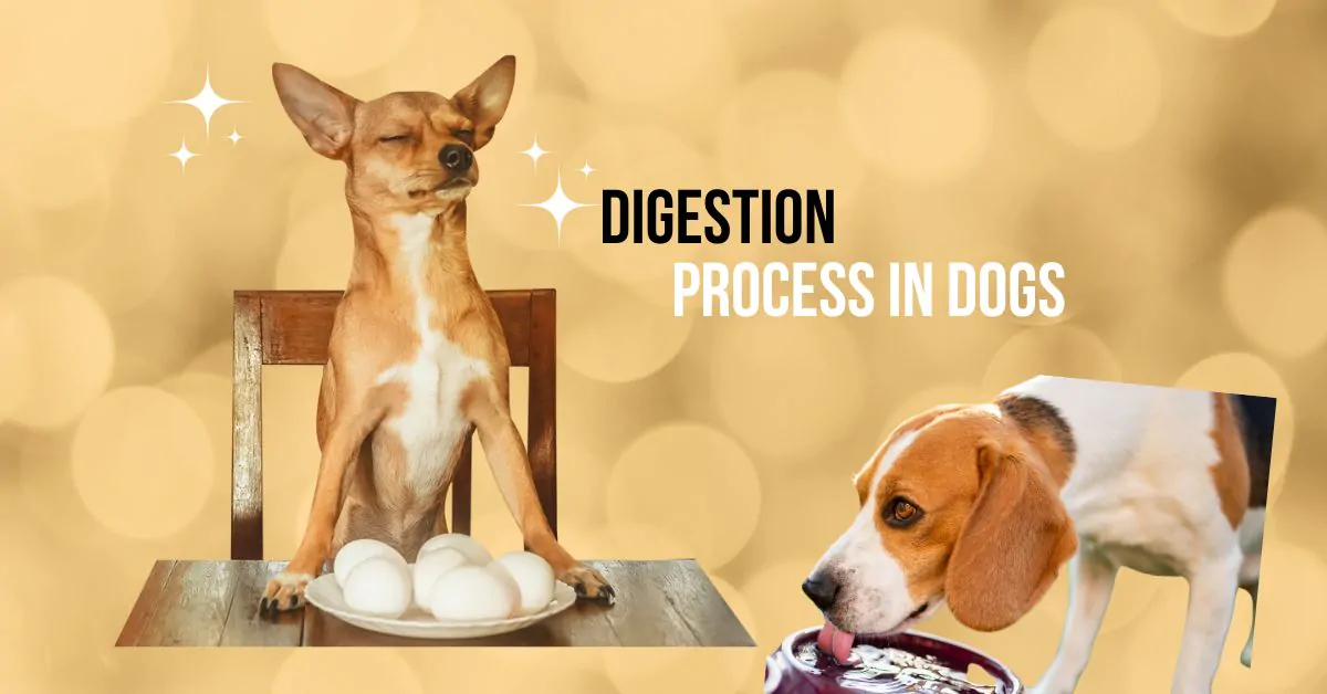 how-long-does-it-take-for-dogs-to-digest-food_1vane